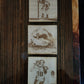 Griddy (coaster)